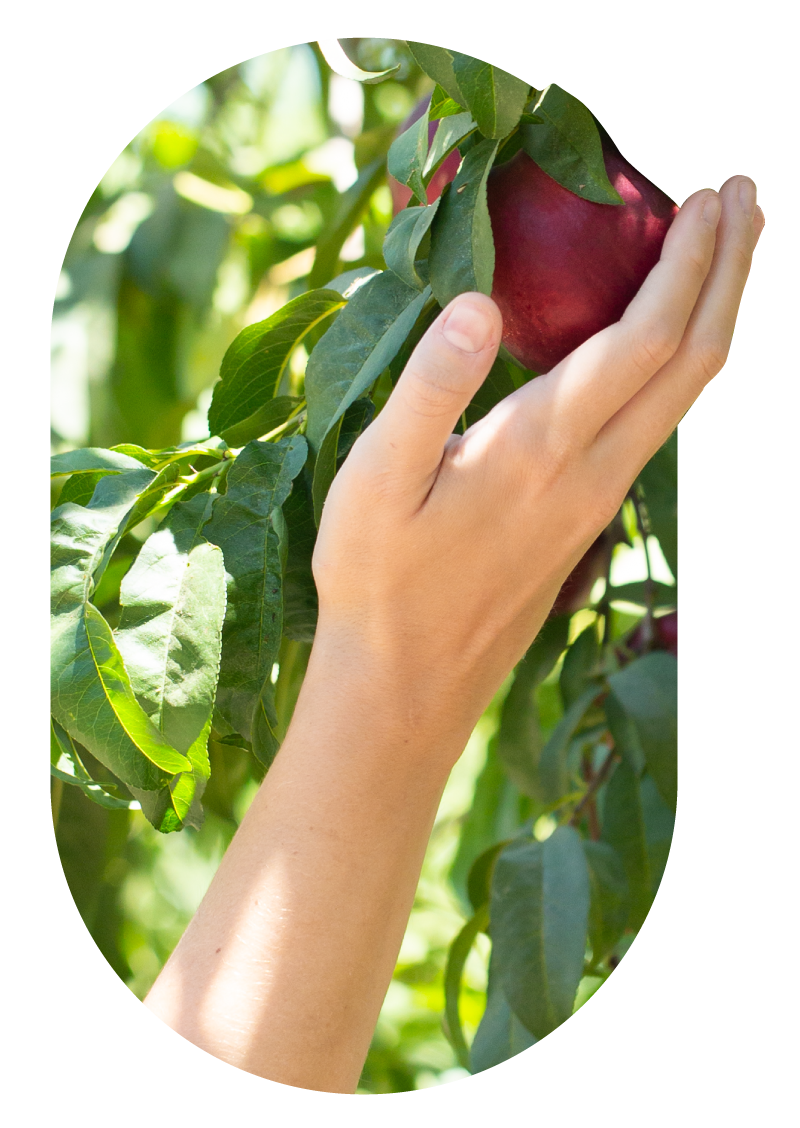 Mano cogiendo fruta de arbol